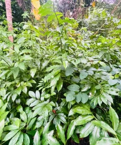 Insulin Plant Cuttings Live Plant - Pack of 7 Fresh Unrooted Cuttings, 5 Inch - Image 4