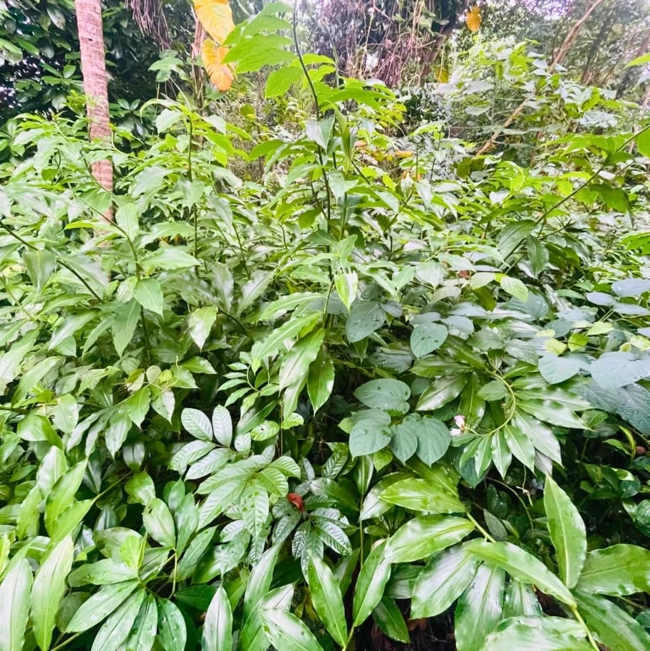 Insulin Plant Cuttings Live Plant - Pack of 7 Fresh Unrooted Cuttings, 5 Inch - Image 4