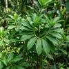 Insulin Plant Cuttings Live Plant - Pack of 7 Fresh Unrooted Cuttings, 5 Inch - Image 1