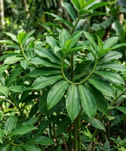 Insulin Plant Cuttings Live Plant - Pack of 7 Fresh Unrooted Cuttings, 5 Inch - Image 1