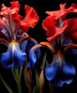 Iris Flower Seeds – 50 Fresh Seeds – Easy to Grow Flowering Plants - Image 1