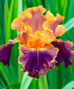 Iris Seeds - 100 Count Flowering Iris Seeds for Garden Planting - Image 1
