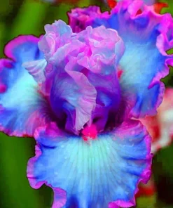 Iris Seeds - 100 Count Fresh Flowering Iris Plant Seeds - Image 1