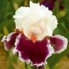 Iris Seeds - 100 Count - Fresh Flowering Plant Seeds for Garden - Image 1