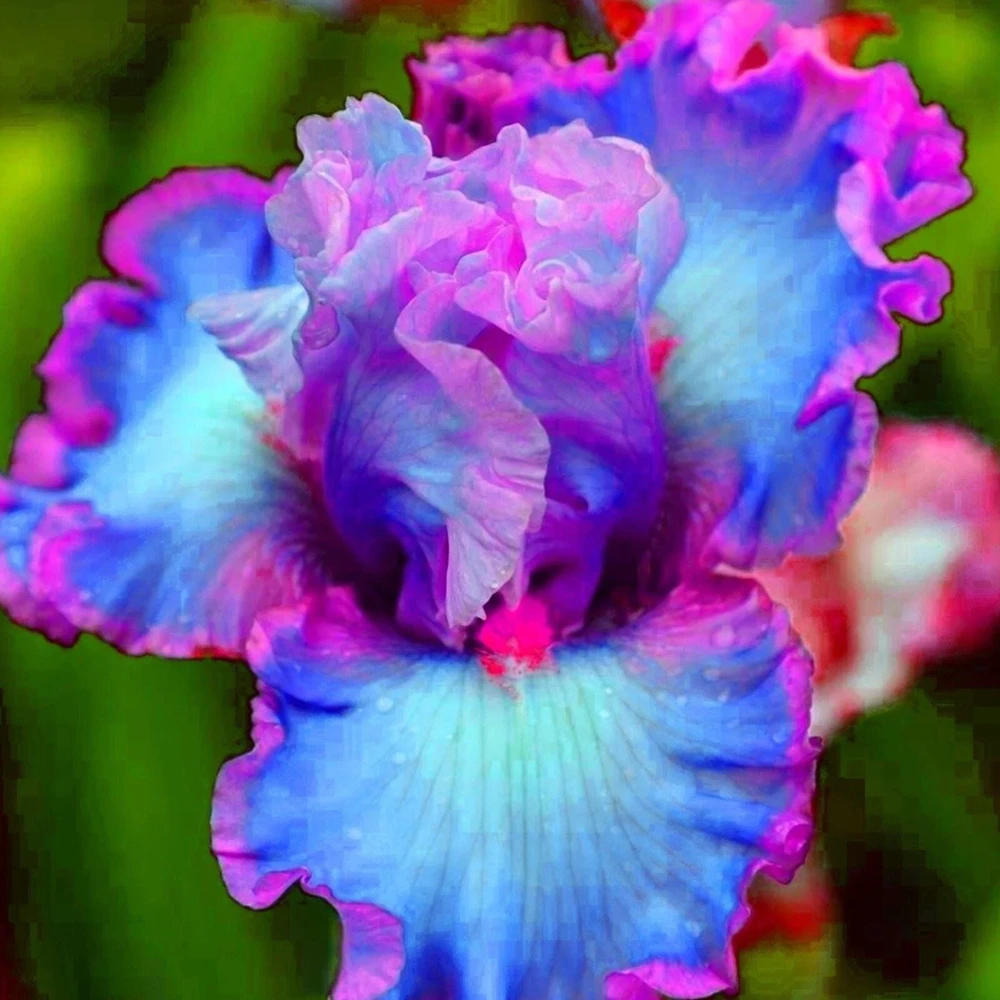 Iris Seeds – 50 Count Seed Pack – Grow Beautiful Flowering Iris - Image 1