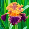 Iris Seeds – Flowering Iris Plant Seeds – Easy to Grow Garden Seeds - Image 1