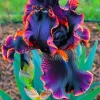 Iris Seeds - Flowering Perennial Garden Seeds - 100 Count - Image 1