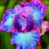 Iris Seeds - Fresh Flowering Plant Seeds for Garden - 100 Seeds - Image 1