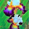 Iris Seeds - Grow Flowering Iris Plants from Seed - 100 Count - Image 1