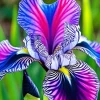 Iris Seeds Zebra Multi Color - 100 Flowering Iris Seeds - Image 1
