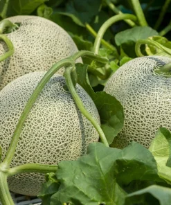 Iroquois Cantaloupe Melon Seeds – 200 Seeds – Sweet, Juicy Fruit – Full Sun - Image 2