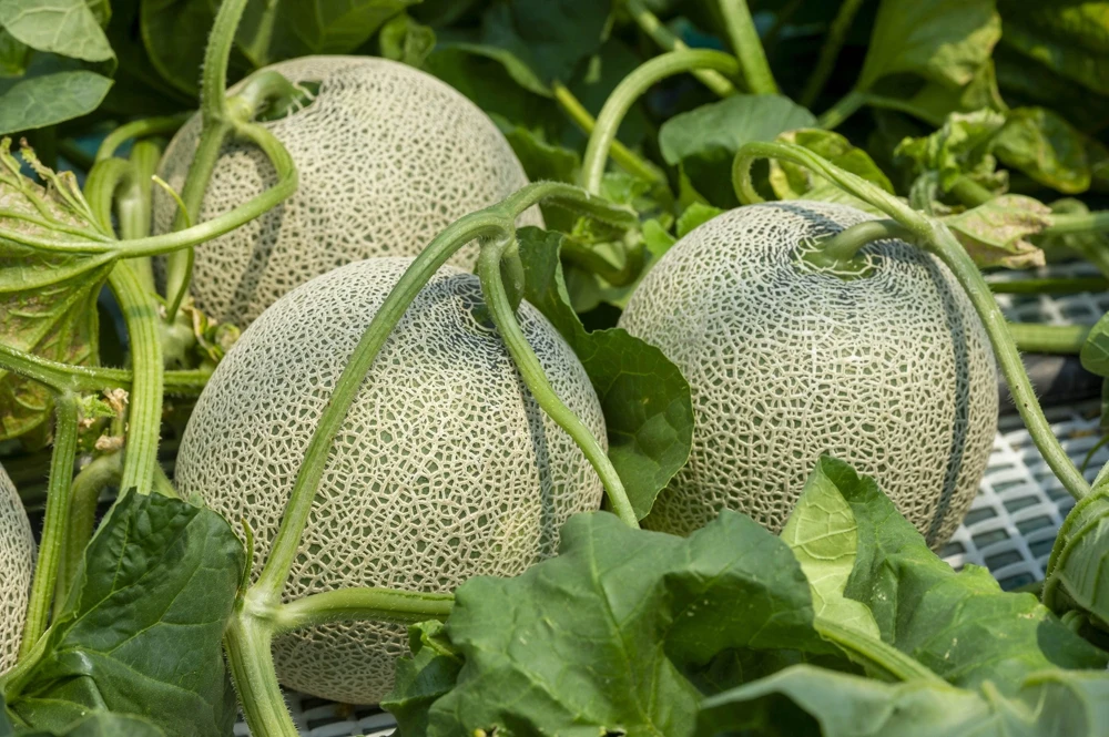 Iroquois Cantaloupe Melon Seeds – 200 Seeds – Sweet, Juicy Fruit – Full Sun - Image 2