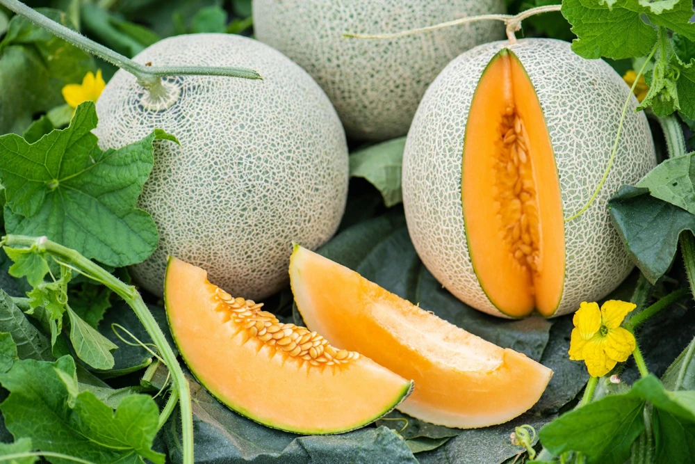 Iroquois Cantaloupe Melon Seeds – 200 Seeds – Sweet, Juicy Fruit – Full Sun - Image 3