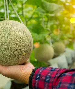 Iroquois Cantaloupe Melon Seeds – 200 Seeds – Sweet, Juicy Fruit – Full Sun - Image 4