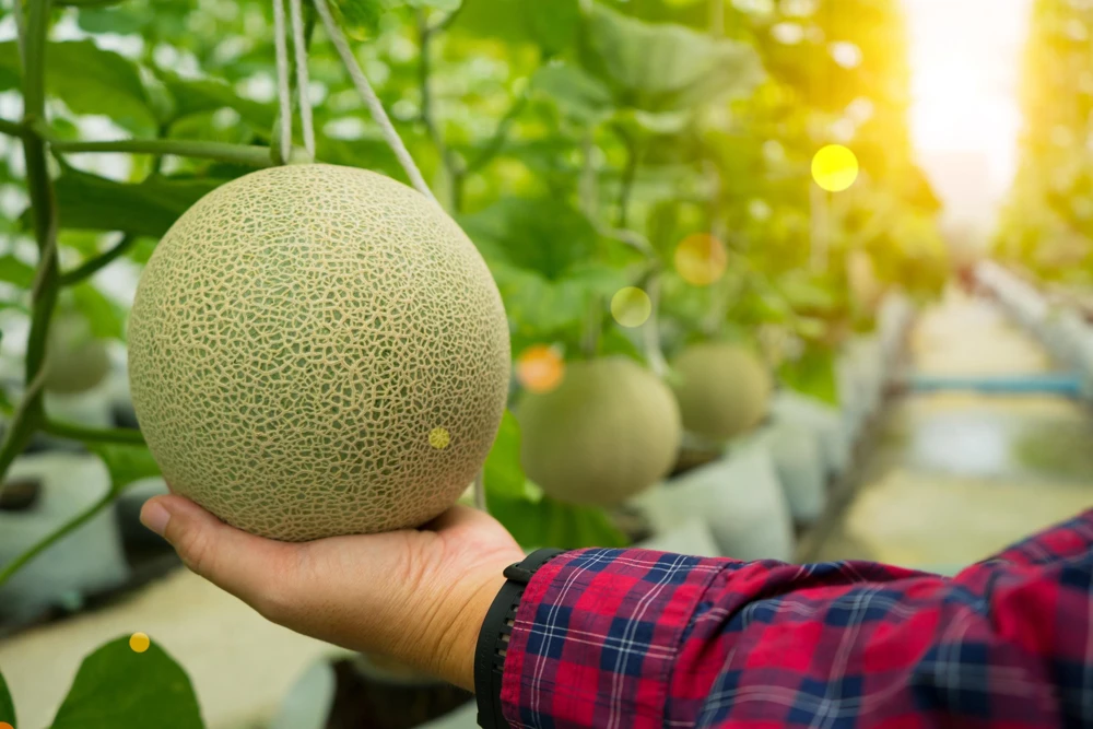 Iroquois Cantaloupe Melon Seeds – 200 Seeds – Sweet, Juicy Fruit – Full Sun - Image 4