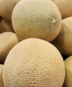 Iroquois Cantaloupe Melon Seeds – 200 Seeds – Sweet, Juicy Fruit – Full Sun - Image 5