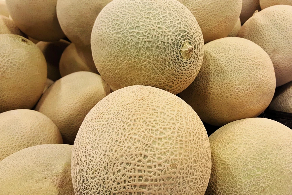 Iroquois Cantaloupe Melon Seeds – 200 Seeds – Sweet, Juicy Fruit – Full Sun - Image 5