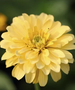 Isabellina Zinnia Elegans Seeds - 250 ct Pastel Yellow Double Heirloom Flower - Image 2