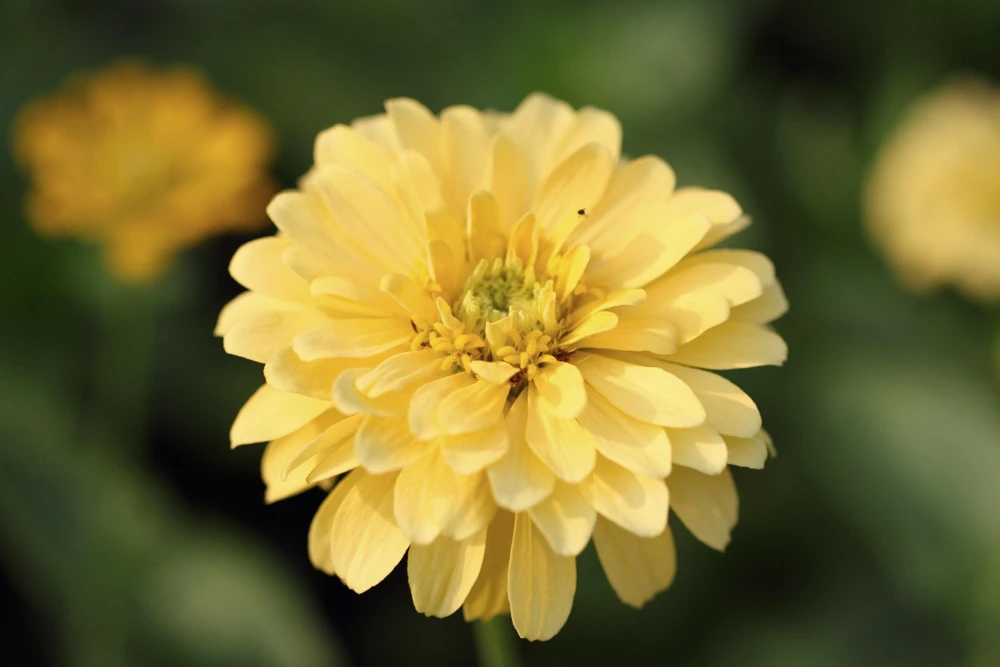 Isabellina Zinnia Elegans Seeds - 250 ct Pastel Yellow Double Heirloom Flower - Image 2