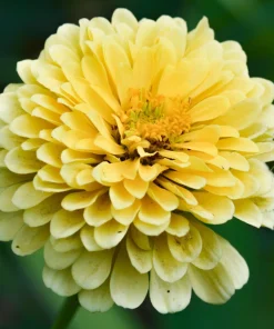 Isabellina Zinnia Elegans Seeds - 250 ct Pastel Yellow Double Heirloom Flower - Image 3