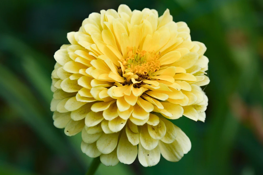 Isabellina Zinnia Elegans Seeds - 250 ct Pastel Yellow Double Heirloom Flower - Image 3