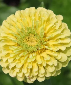 Isabellina Zinnia Elegans Seeds - 250 ct Pastel Yellow Double Heirloom Flower - Image 4