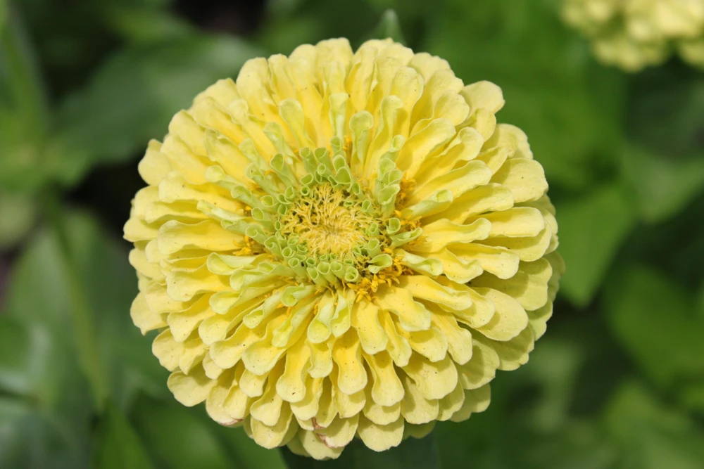 Isabellina Zinnia Elegans Seeds - 250 ct Pastel Yellow Double Heirloom Flower - Image 4