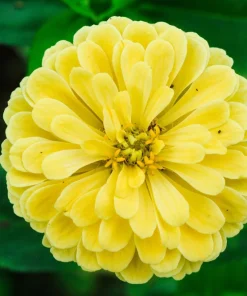 Isabellina Zinnia Elegans Seeds - 250 ct Pastel Yellow Double Heirloom Flower - Image 5
