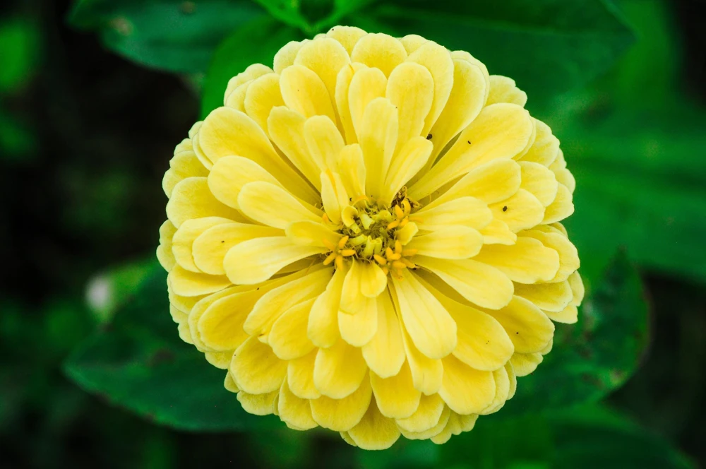 Isabellina Zinnia Elegans Seeds - 250 ct Pastel Yellow Double Heirloom Flower - Image 5