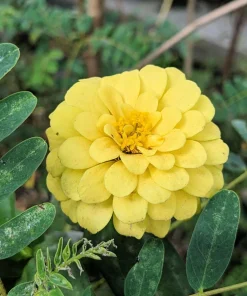 Isabellina Zinnia Elegans Seeds - 250 ct Pastel Yellow Double Heirloom Flower - Image 6