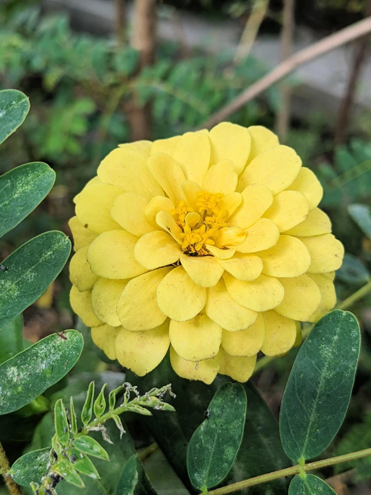 Isabellina Zinnia Elegans Seeds - 250 ct Pastel Yellow Double Heirloom Flower - Image 6