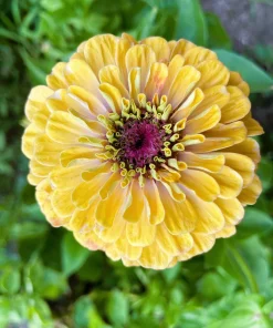 Isabellina Zinnia Elegans Seeds - 250 ct Pastel Yellow Double Heirloom Flower - Image 7