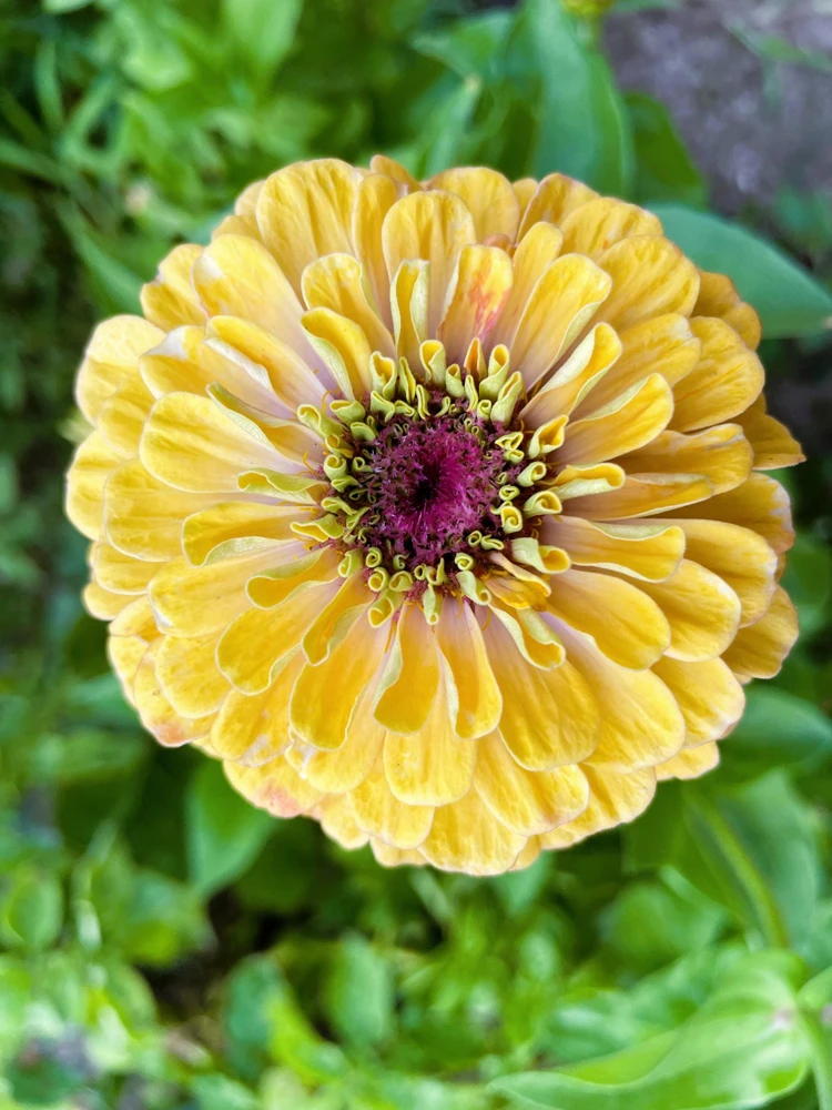 Isabellina Zinnia Elegans Seeds - 250 ct Pastel Yellow Double Heirloom Flower - Image 7