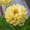 Isabellina Zinnia Elegans Seeds - 250 ct Pastel Yellow Double Heirloom Flower - Image 1