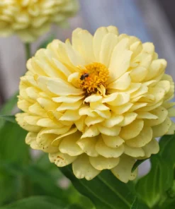 Isabellina Zinnia Elegans Seeds - 250 ct Pastel Yellow Double Heirloom Flower - Image 1