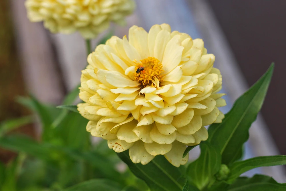 Isabellina Zinnia Elegans Seeds - 250 ct Pastel Yellow Double Heirloom Flower - Image 1