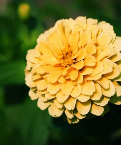 Isabellina Zinnia Elegans Seeds - 250 ct Pastel Yellow Double Heirloom Flower - Image 8