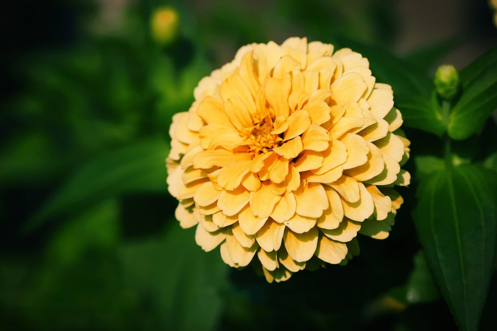 Isabellina Zinnia Elegans Seeds - 250 ct Pastel Yellow Double Heirloom Flower - Image 8