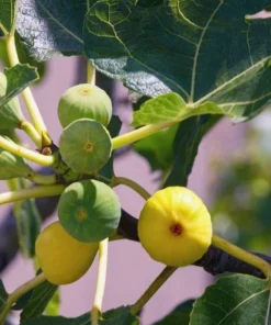 Ischia Fig Live Plant, Ficus Carica, Patio & Garden Tree, 4-6 Inch Tall - Image 2