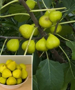 Ischia Fig Live Plant, Ficus Carica, Patio & Garden Tree, 4-6 Inch Tall - Image 3