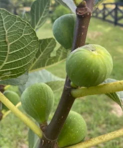 Ischia Fig Live Plant, Ficus Carica, Patio & Garden Tree, 4-6 Inch Tall - Image 5