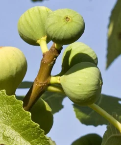 Ischia Fig Live Plant, Ficus Carica, Patio & Garden Tree, 4-6 Inch Tall - Image 6