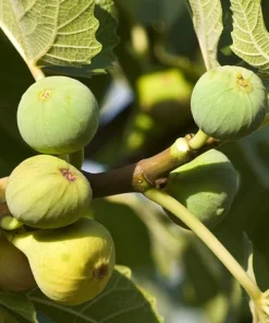Ischia Fig Live Plant, Ficus Carica, Patio & Garden Tree, 4-6 Inch Tall - Image 7