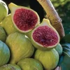 Ischia Fig Live Plant, Ficus Carica, Patio & Garden Tree, 4-6 Inch Tall - Image 1