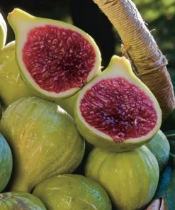 Ischia Fig Live Plant, Ficus Carica, Patio & Garden Tree, 4-6 Inch Tall - Image 1