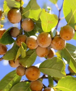 Italian Persimmon Seeds - Dateplum Fruit Tree Seeds (Diospyros Lotus) - 10 Seeds - Image 10