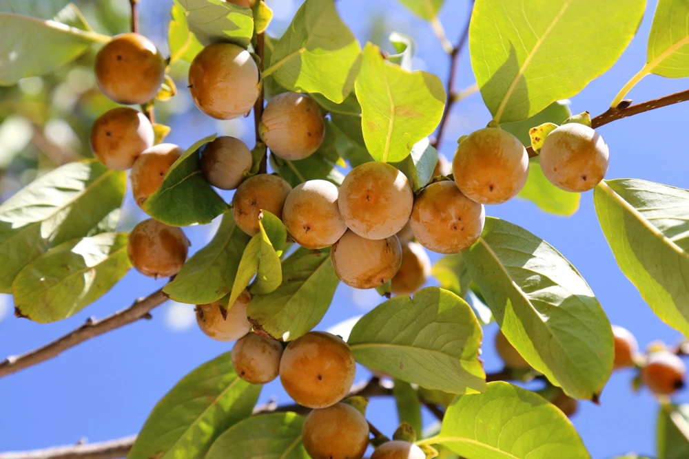 Italian Persimmon Seeds - Dateplum Fruit Tree Seeds (Diospyros Lotus) - 10 Seeds - Image 10