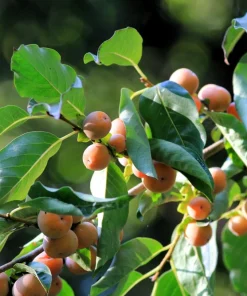 Italian Persimmon Seeds - Dateplum Fruit Tree Seeds (Diospyros Lotus) - 10 Seeds - Image 11
