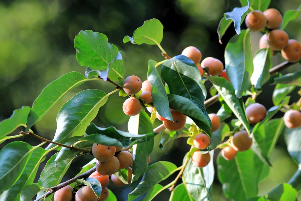 Italian Persimmon Seeds - Dateplum Fruit Tree Seeds (Diospyros Lotus) - 10 Seeds - Image 11
