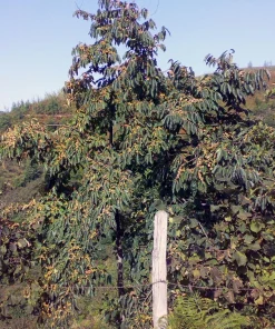 Italian Persimmon Seeds - Dateplum Fruit Tree Seeds (Diospyros Lotus) - 10 Seeds - Image 14